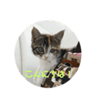 みけ猫マンチカン・ルルの日常（個別スタンプ：6）
