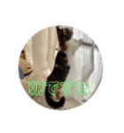 みけ猫マンチカン・ルルの日常（個別スタンプ：7）