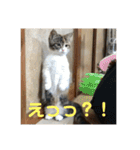 みけ猫マンチカン・ルルの日常（個別スタンプ：8）