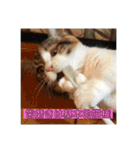 みけ猫マンチカン・ルルの日常（個別スタンプ：9）