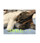 みけ猫マンチカン・ルルの日常（個別スタンプ：10）
