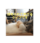 みけ猫マンチカン・ルルの日常（個別スタンプ：11）