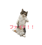 みけ猫マンチカン・ルルの日常（個別スタンプ：12）