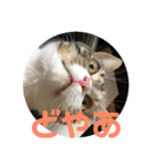 みけ猫マンチカン・ルルの日常（個別スタンプ：13）