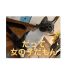 みけ猫マンチカン・ルルの日常（個別スタンプ：14）
