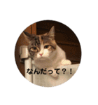 みけ猫マンチカン・ルルの日常（個別スタンプ：16）