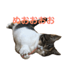 みけ猫マンチカン・ルルの日常（個別スタンプ：17）