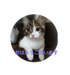 みけ猫マンチカン・ルルの日常（個別スタンプ：18）