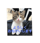 みけ猫マンチカン・ルルの日常（個別スタンプ：20）