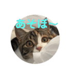 みけ猫マンチカン・ルルの日常（個別スタンプ：21）