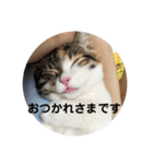 みけ猫マンチカン・ルルの日常（個別スタンプ：22）