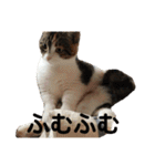 みけ猫マンチカン・ルルの日常（個別スタンプ：23）