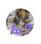 みけ猫マンチカン・ルルの日常（個別スタンプ：24）
