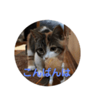 みけ猫マンチカン・ルルの日常（個別スタンプ：25）