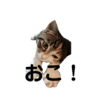 みけ猫マンチカン・ルルの日常（個別スタンプ：26）