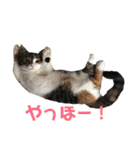 みけ猫マンチカン・ルルの日常（個別スタンプ：27）
