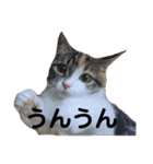 みけ猫マンチカン・ルルの日常（個別スタンプ：28）