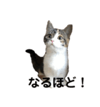 みけ猫マンチカン・ルルの日常（個別スタンプ：29）