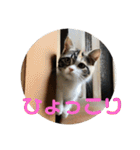 みけ猫マンチカン・ルルの日常（個別スタンプ：30）