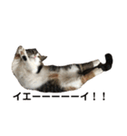 みけ猫マンチカン・ルルの日常（個別スタンプ：31）