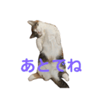 みけ猫マンチカン・ルルの日常（個別スタンプ：32）