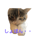 みけ猫マンチカン・ルルの日常（個別スタンプ：33）