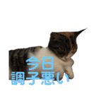 みけ猫マンチカン・ルルの日常（個別スタンプ：34）