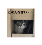みけ猫マンチカン・ルルの日常（個別スタンプ：35）