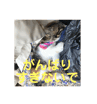 みけ猫マンチカン・ルルの日常（個別スタンプ：36）