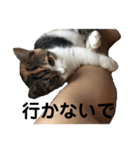 みけ猫マンチカン・ルルの日常（個別スタンプ：37）