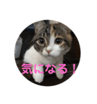 みけ猫マンチカン・ルルの日常（個別スタンプ：38）