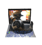 みけ猫マンチカン・ルルの日常（個別スタンプ：39）