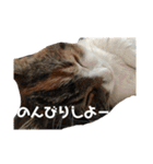みけ猫マンチカン・ルルの日常（個別スタンプ：40）
