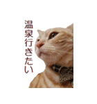 ねこのぽんたくん日常会話 温泉編（個別スタンプ：1）