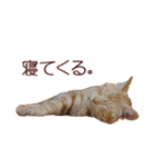 ねこのぽんたくん日常会話 温泉編（個別スタンプ：4）