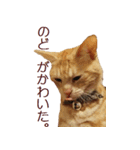ねこのぽんたくん日常会話 温泉編（個別スタンプ：6）