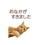 ねこのぽんたくん日常会話 温泉編（個別スタンプ：7）