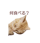 ねこのぽんたくん日常会話 温泉編（個別スタンプ：8）