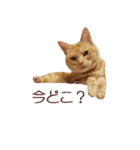ねこのぽんたくん日常会話 温泉編（個別スタンプ：9）