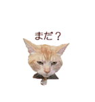ねこのぽんたくん日常会話 温泉編（個別スタンプ：10）