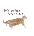 ねこのぽんたくん日常会話 温泉編（個別スタンプ：11）