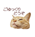ねこのぽんたくん日常会話 温泉編（個別スタンプ：12）