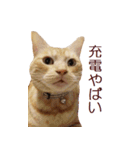 ねこのぽんたくん日常会話 温泉編（個別スタンプ：15）