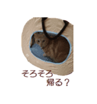 ねこのぽんたくん日常会話 温泉編（個別スタンプ：16）