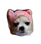 使いどころがない犬スタンプ（個別スタンプ：1）