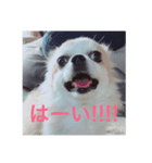 使いどころがない犬スタンプ（個別スタンプ：2）