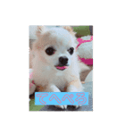 使いどころがない犬スタンプ（個別スタンプ：4）