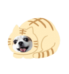 使いどころがない犬スタンプ（個別スタンプ：8）