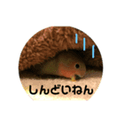 インコのセセリくん3（個別スタンプ：4）