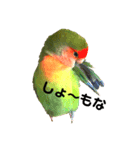 インコのセセリくん3（個別スタンプ：7）